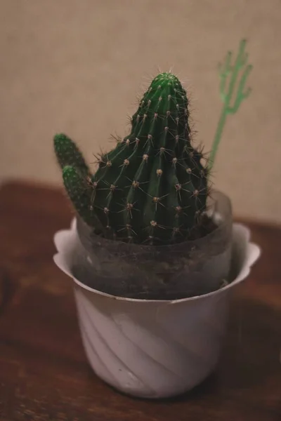 Gros Plan Vertical Une Plante Cactus Sur Une Table Bois — Photo