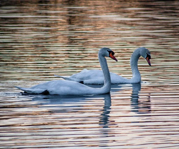 Два Великолепных Лебедя Плавают Спокойном Спокойном Озере Течение Вечера — стоковое фото