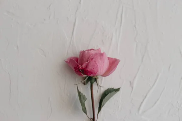 Rose Fraîche Isolée Sur Fond Blanc — Photo