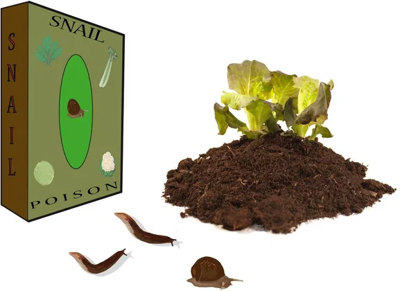 Soil Plant Box Snail — Stock Photo, Image