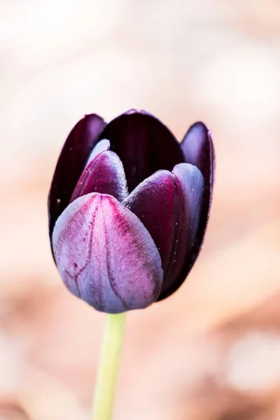 Beautiful Macro Picture Velvet Purple Tulip Perfect Wallpaper Phones — Stock Photo, Image