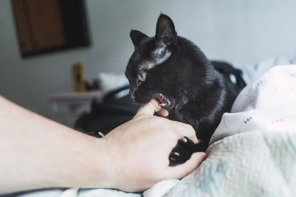 Симпатичная Черная Кошка Играет Своим Хозяином Помещении — стоковое фото