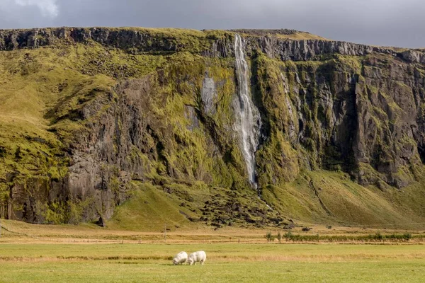 Okouzlující Pohled Vodopád Ovcemi Pasoucími Popředí Islandu — Stock fotografie