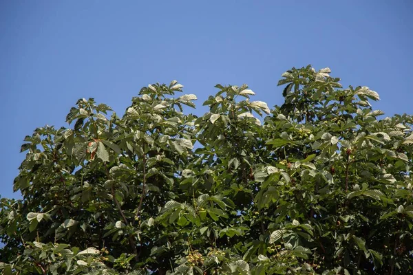 Een Close Van Een Boomtop Met Groene Bladeren Tegen Een — Stockfoto