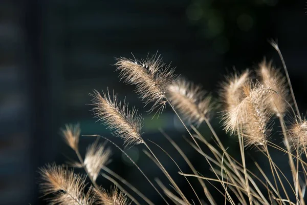 Крупним Планом Знімок Сушеної Трави Під Сонячним Світлом — стокове фото