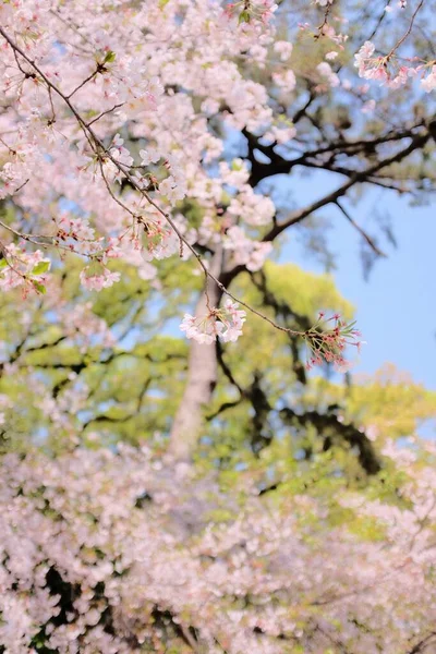 Uno Splendido Scenario Giardino Con Alberi Dai Fiori Primaverili — Foto Stock