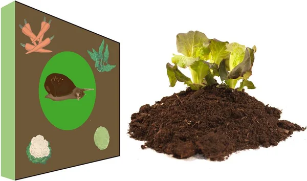 Soil Plant Box Snail — Stock Photo, Image