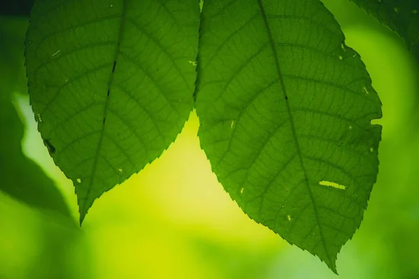 Uma Planta Com Folhas Verdes Frescas Fundo — Fotografia de Stock