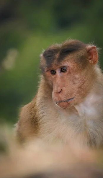 Primo Piano Macaco Giapponese Una Foresta Con Uno Sfondo Sfocato — Foto Stock