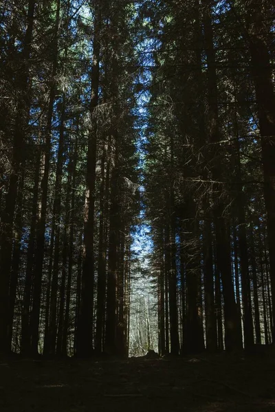 Függőleges Alacsony Szögű Lövés Lélegzetelállító Magas Fák Egy Erdőben Kék — Stock Fotó