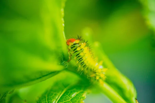 Gros Plan Une Chenille Sur Une Feuille Verte — Photo