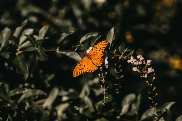 Primo Piano Una Farfalla Arancione Fiore — Foto Stock