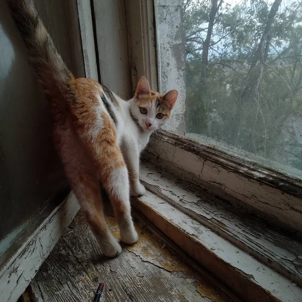 Gato Naranja Blanco Detrás Una Ventana — Foto de Stock