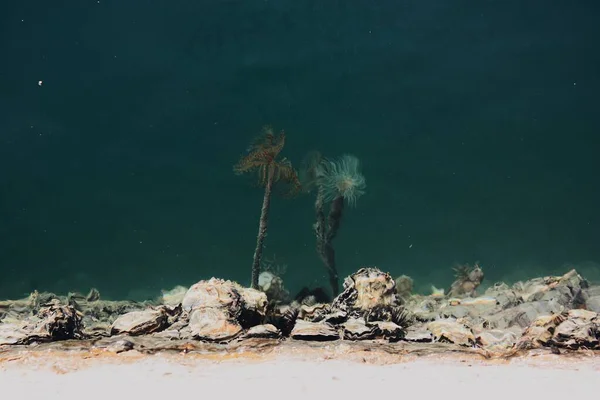 Отражение Пальм Поверхности Воды — стоковое фото