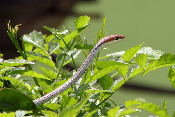 A closeup shot of a red and white snake near the green plant