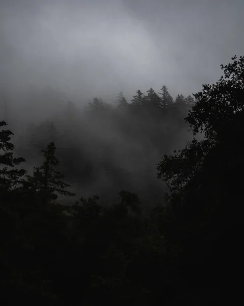 Een Mistig Landschap Met Een Bos Bedekt Met Mist Onder — Stockfoto