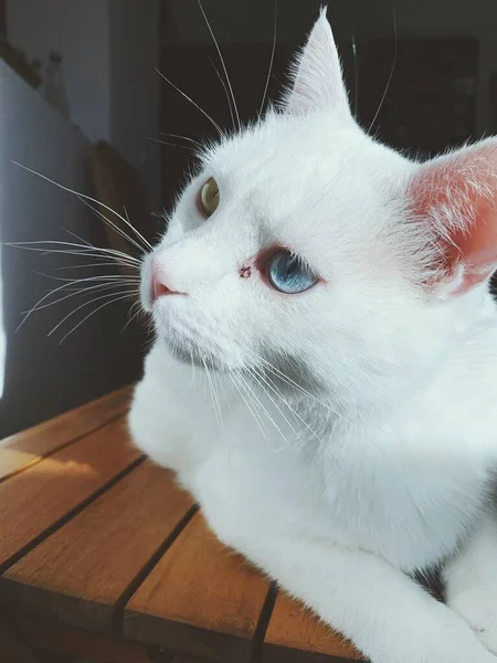 Eine Vertikale Nahaufnahme Einer Türkischen Van Katze Die Eine Linke — Stockfoto