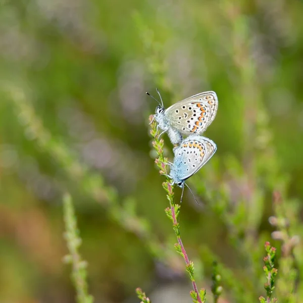 Duas Borboletas Azuis Reproduzem Raça Sentado Uma Palha Verde Natureza — Fotografia de Stock