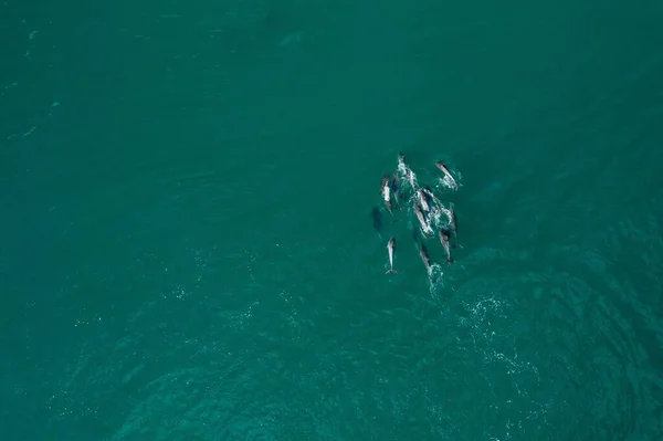 Μια Εναέρια Λήψη Δελφινιών Μια Καθαρή Γαλαζοπράσινη Θάλασσα Κατά Διάρκεια — Φωτογραφία Αρχείου