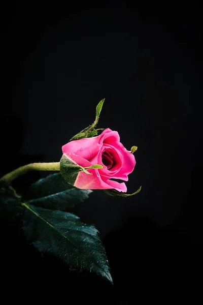 Eine Vertikale Nahaufnahme Von Rosa Rose Isoliert Auf Schwarzem Hintergrund — Stockfoto