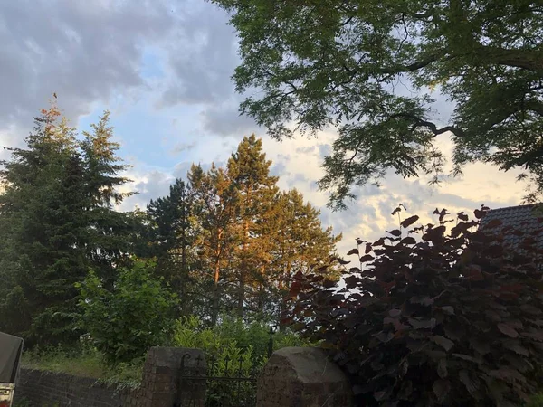 Bulutlu Gökyüzünün Altında Ormanda Birkaç Ağaç Yetişiyor — Stok fotoğraf