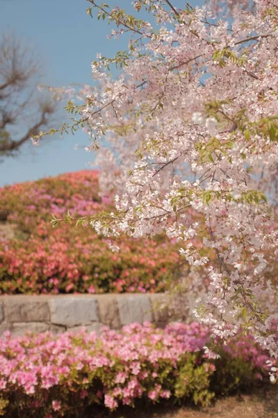 美丽的花园风景 树上有春天的花朵 — 图库照片