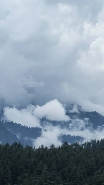 Colpo Verticale Una Foresta Durante Una Giornata Nuvolosa — Foto Stock