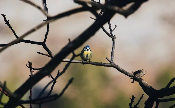 Beautiful Blue Tit Bird Perched Branch Tree — Stockfoto