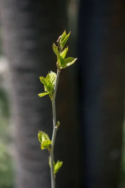 Una Imagen Vertical Brote Joven Una Planta — Foto de Stock