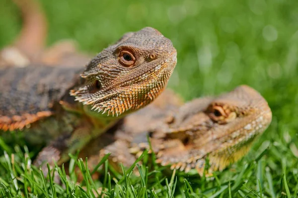 Pair Bearded Dragons Sitting Sun Green Grass — Stock Photo, Image