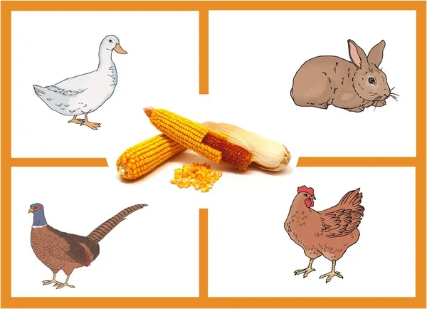 Eine Collage Illustrativer Nutztiere Mit Hühneraugen Der Mitte Isoliert Auf — Stockfoto