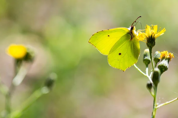 Крупный План Красивой Бабочки Сидящей Цветке — стоковое фото