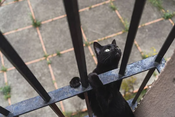 一只可爱的黑猫在栅栏金属栅栏后面看着摄像机的特写镜头 — 图库照片