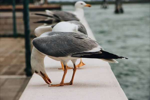 Black Tailed Gulls Standing White Border Body Water — Stock Photo, Image