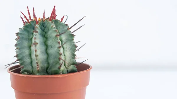 Een Close Van Een Cactus Een Bruine Bloembak Gevangen Een — Stockfoto