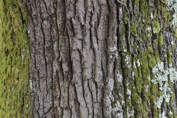 Närbild Mossig Trädstam Struktur — Stockfoto