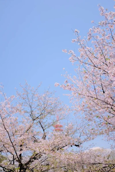 Вертикальный Низкоугольный Снимок Розовых Цветковых Ветвей — стоковое фото