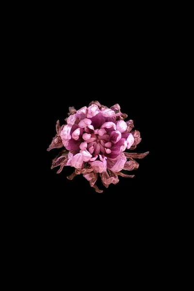 Вертикальний Крупним Планом Знімок Рожевої Квітки Півонії Ізольовано Чорному Тлі — стокове фото