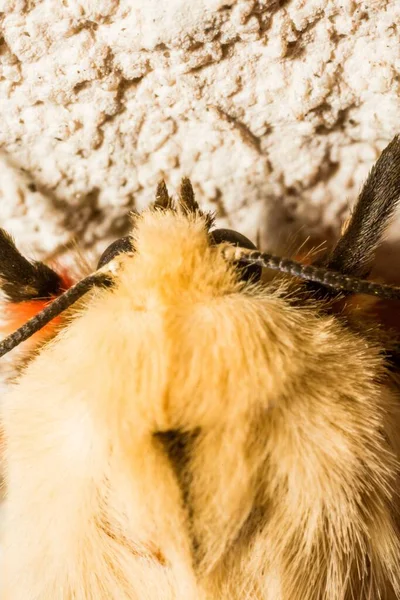 岩の上で毛深い蜂のクローズアップショット — ストック写真