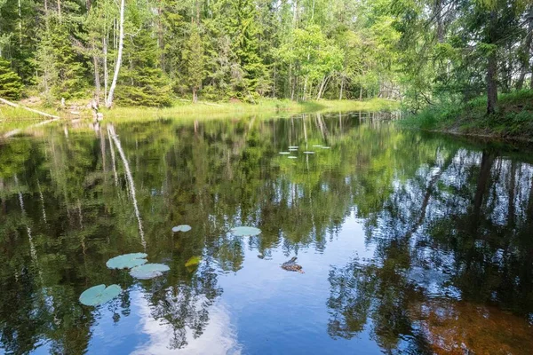 Beau Plan Petit Lac Milieu Forêt — Photo