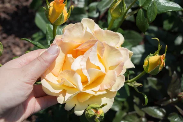 Primer Plano Una Mano Humana Tocando Una Rosa Amarilla — Foto de Stock