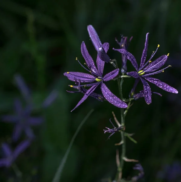 Primer Plano Una Flor Mojada Lechos Comunes Púrpura Con Fondo — Foto de Stock