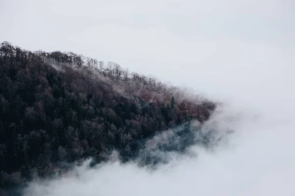 Sisli Bir Günde Karla Kaplı Köknar Ağaçları Dağların Büyüleyici Manzarası — Stok fotoğraf