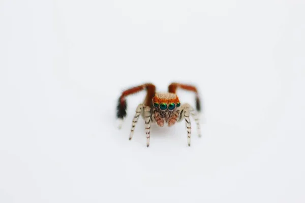 Closeup Shot Spider Isolated White Background — Stock Photo, Image