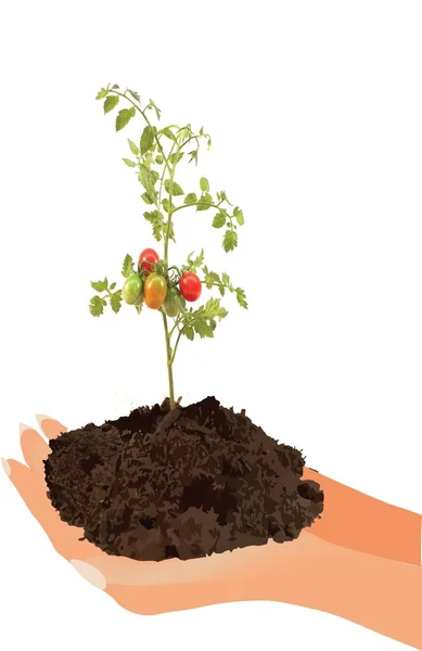 Pionowy Strzał Gleby Wiśniowe Drzewo Pomidora — Zdjęcie stockowe