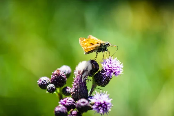 Tiro Close Uma Bela Borboleta Sentada Uma Flor — Fotografia de Stock