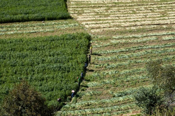 페루의 추산에서 옥수수 밭에서 수확하는 — 스톡 사진