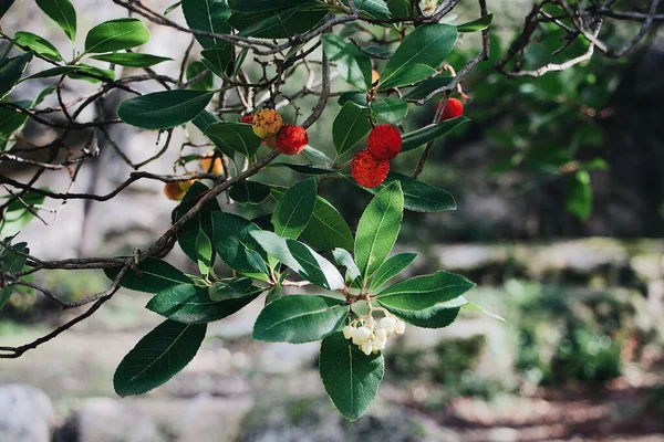赤い果実を持つ木の枝のクローズアップショット — ストック写真