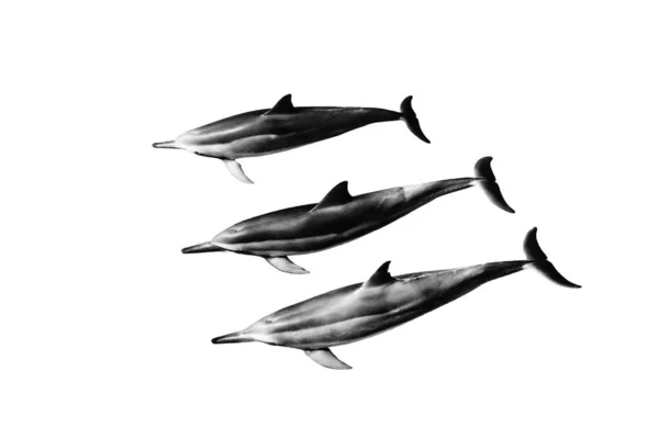 Vacker Illustration Tre Grå Delfiner Vit Bakgrund — Stockfoto