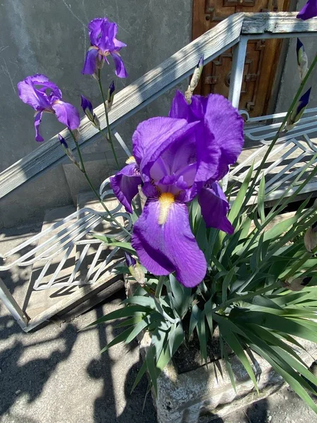 Plano Vertical Hermosas Flores Iris Púrpura Capturadas Patio Una Casa —  Fotos de Stock